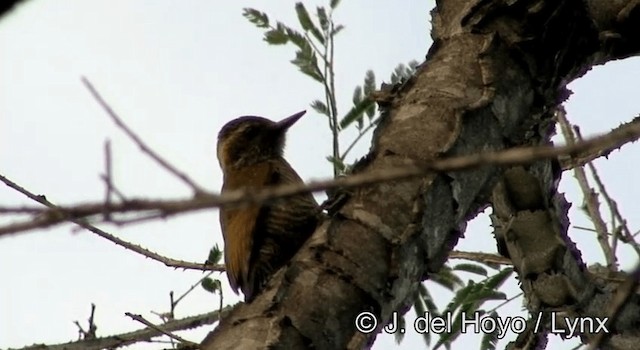 Yellow-eared Woodpecker - ML201168601