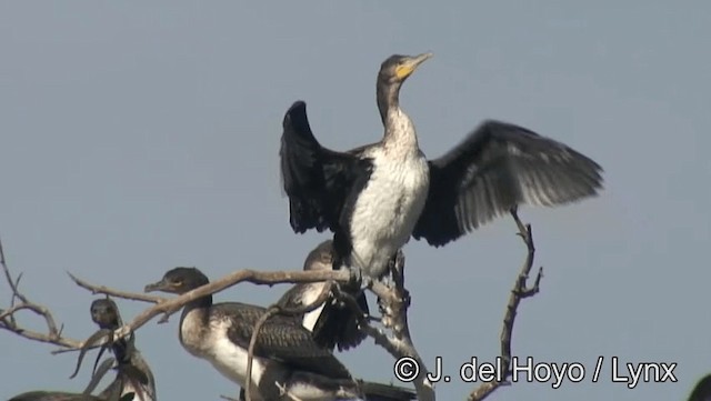 Great Cormorant (Moroccan) - ML201168861