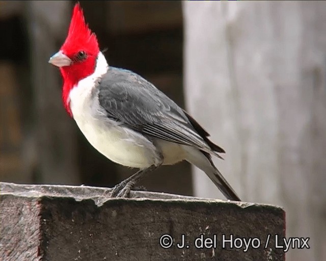 Red-crested Cardinal - ML201169071