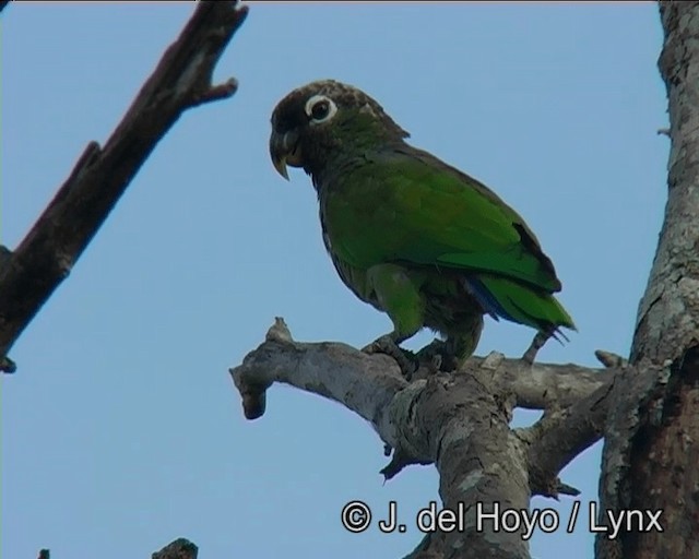 Scaly-headed Parrot - ML201169141