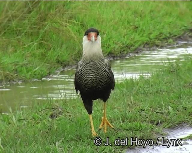 Crested Caracara (Southern) - ML201169191