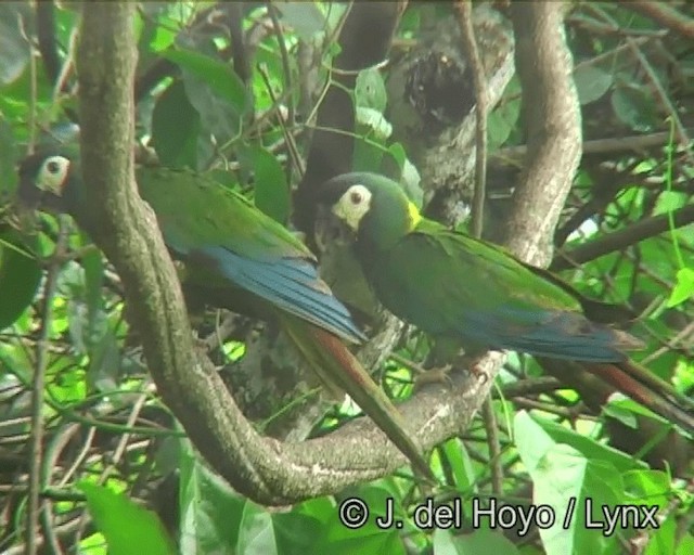 Yellow-collared Macaw - ML201169251