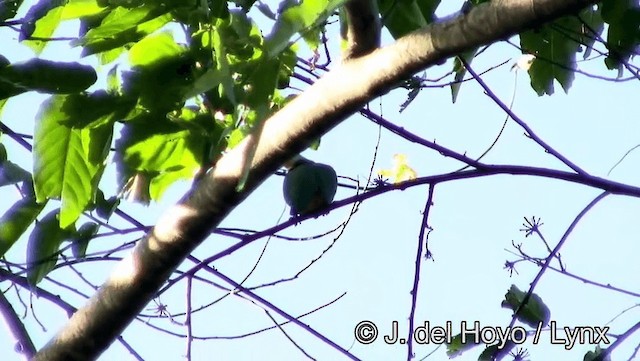 Чернозатылочный фруктовый голубь - ML201169291