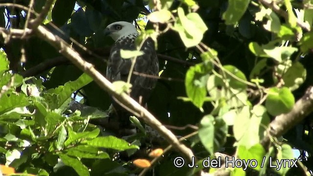 Sulawesi Hawk-Eagle - ML201169331