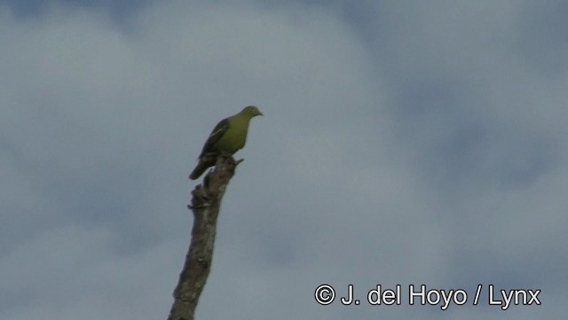 Gray-cheeked Green-Pigeon - ML201169371