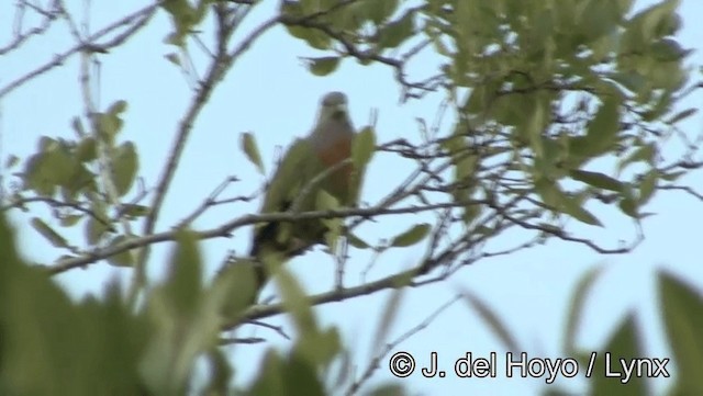 holub papouščí - ML201169381
