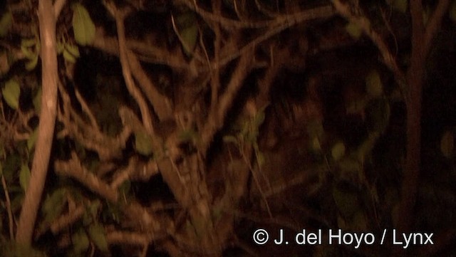 Sulawesi Masked-Owl - ML201169391
