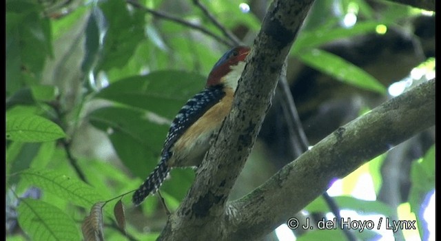 Banded Kingfisher (Banded) - ML201169531
