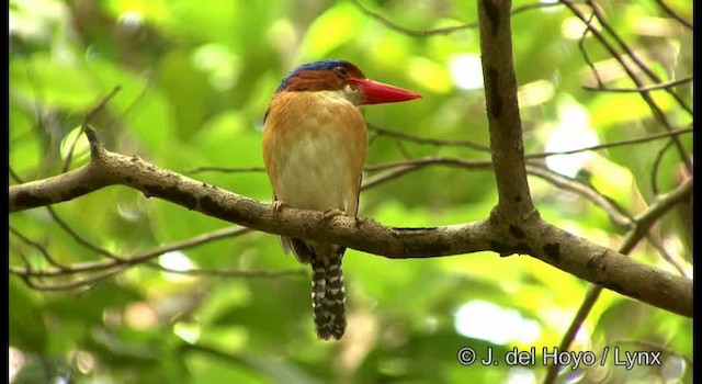 Banded Kingfisher (Banded) - ML201169541