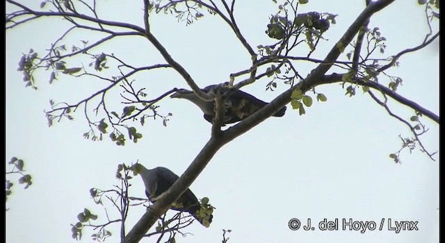 Pinon's Imperial-Pigeon (Gray-headed) - ML201169631