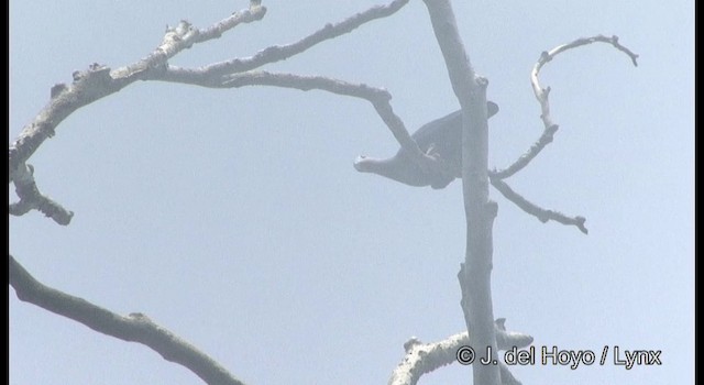 Pinon's Imperial-Pigeon (Gray-headed) - ML201169641