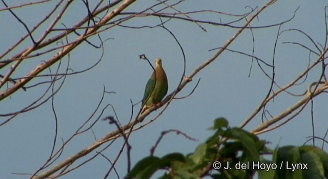 Pink-spotted Fruit-Dove - ML201169751