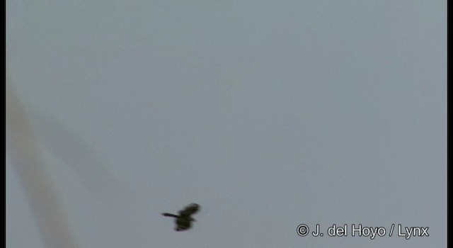 Long-tailed Honey-buzzard - ML201169851