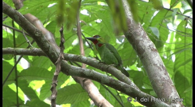 Red-throated Barbet - ML201170031