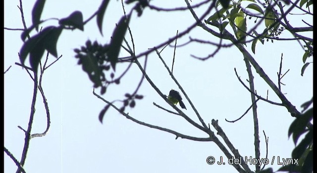 Sultan Tit (Yellow-crested) - ML201170061