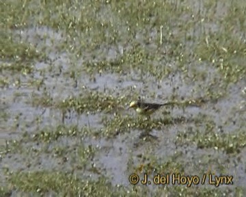 Citrine Wagtail (Black-backed) - ML201170501