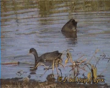 Red-knobbed Coot - ML201170601