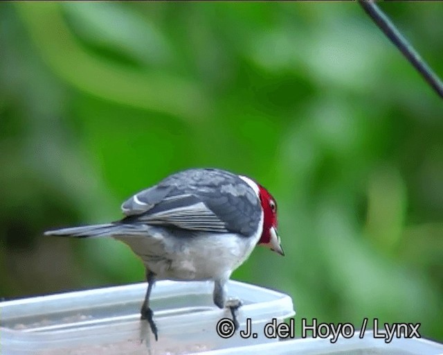 Red-cowled Cardinal - ML201170941