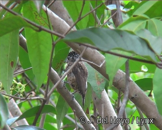 Spotted Piculet - ML201170961