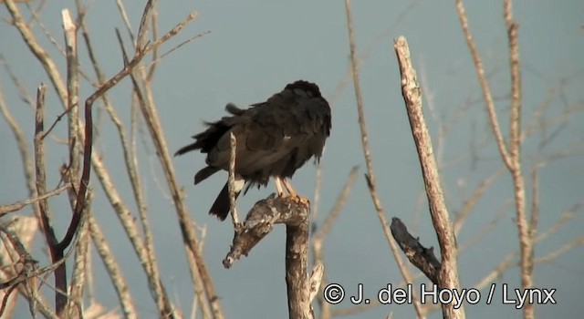 Common Black Hawk (Common) - ML201171161