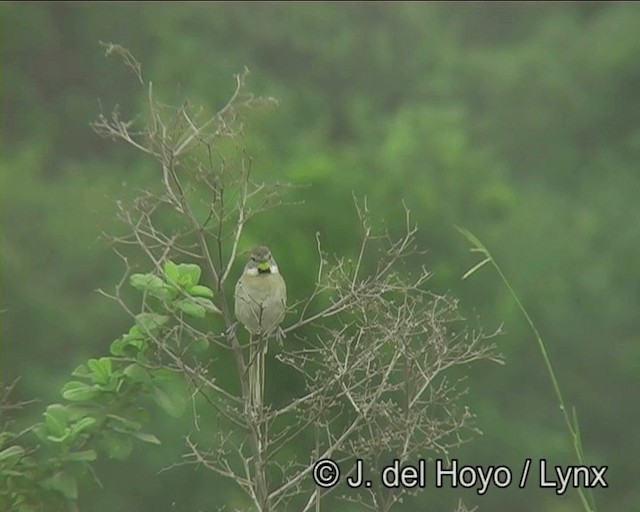 Chotoy Spinetail - ML201171541