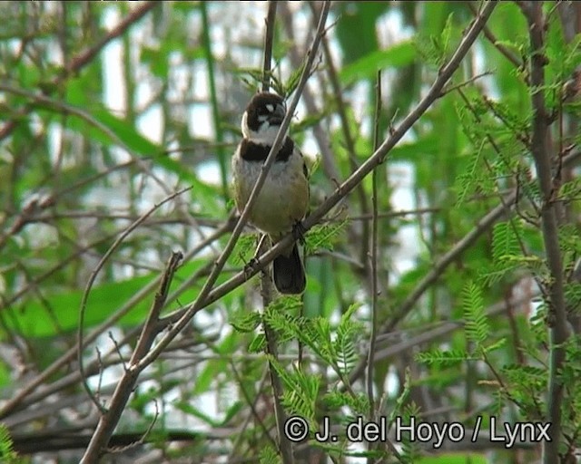 Rusty-collared Seedeater - ML201171611