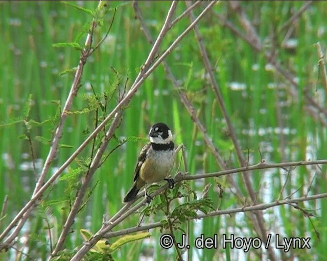 Rusty-collared Seedeater - ML201171621
