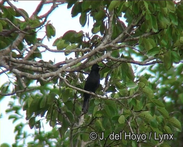 White-lined Tanager - ML201171681