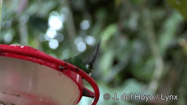 kolibřík trnoocasý - ML201171731