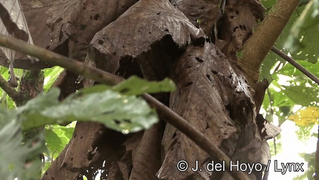 kilenebbtreløper (pectoralis gr.) - ML201171761