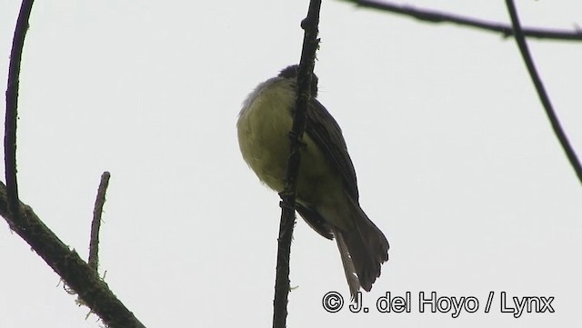 Dusky-capped Flycatcher (nigriceps/atriceps) - ML201171771