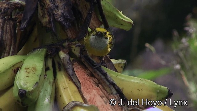 Silver-throated Tanager - ML201171831