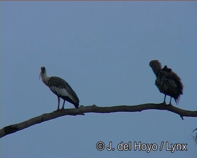 ibis bělokřídlý - ML201171981