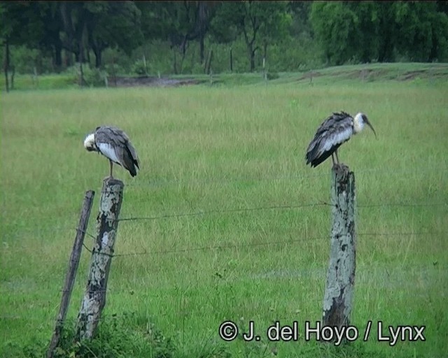 ibis bělokřídlý - ML201171991