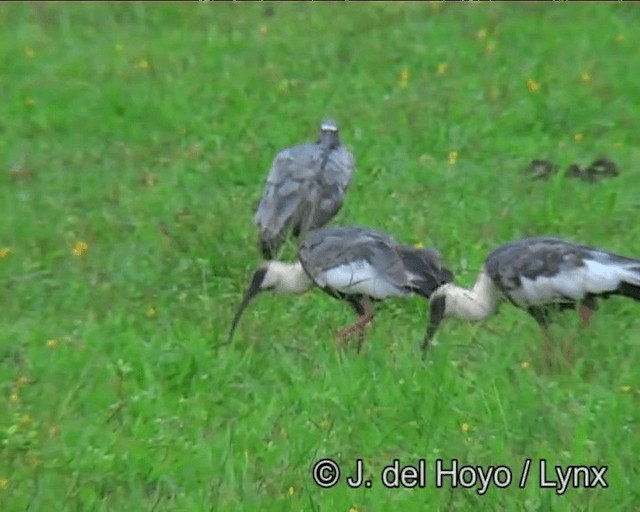 ibis bělokřídlý - ML201172011