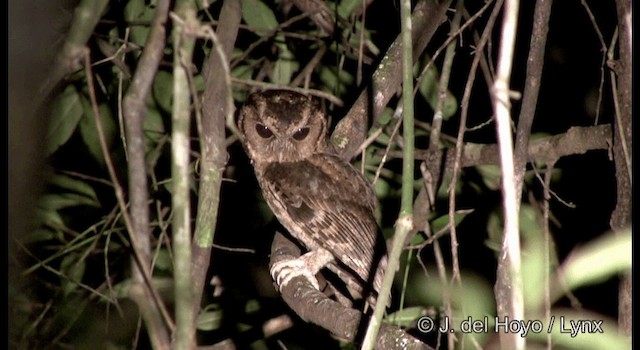 Sunda Scops-Owl - ML201172081