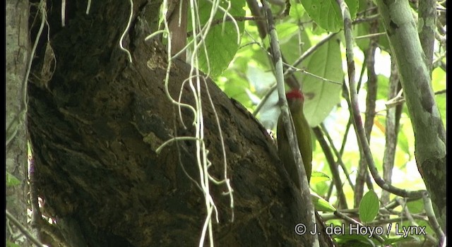 Streak-breasted Woodpecker - ML201172121