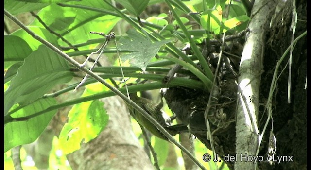 Streak-breasted Woodpecker - ML201172131