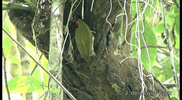 Streak-breasted Woodpecker - ML201172151