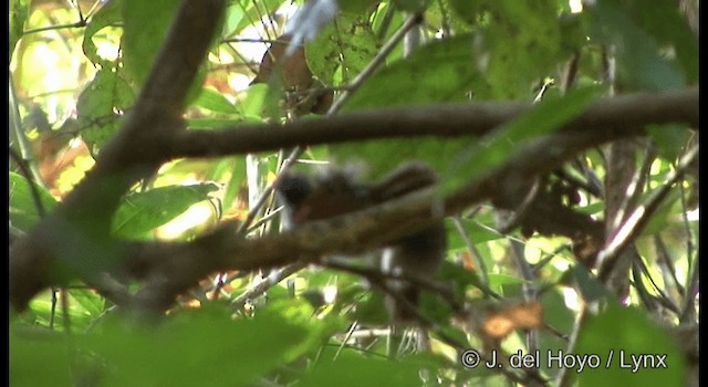 Chestnut-winged Babbler - ML201172501