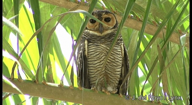 Spotted Wood-Owl - ML201172511