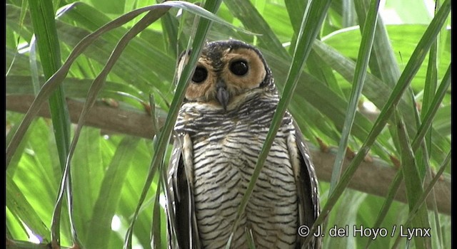 Spotted Wood-Owl - ML201172521