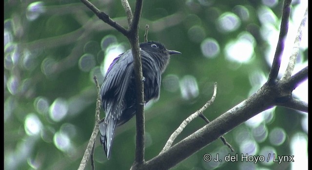 Square-tailed Drongo-Cuckoo - ML201172541