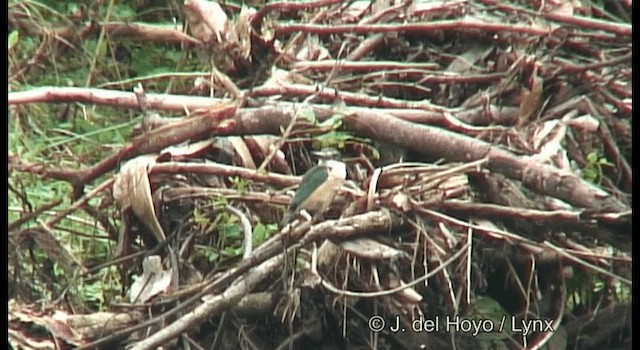 Sacred Kingfisher (Australasian) - ML201172621