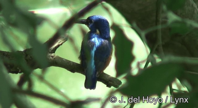 Shining-blue Kingfisher - ML201172701