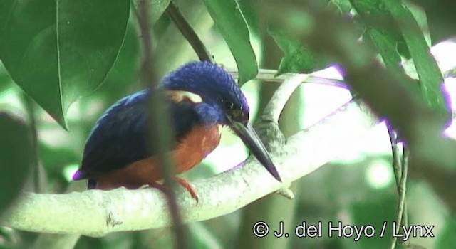 Shining-blue Kingfisher - ML201172711