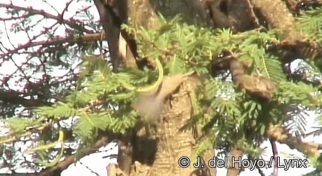 African Penduline-Tit (Yellow-bellied) - ML201172741