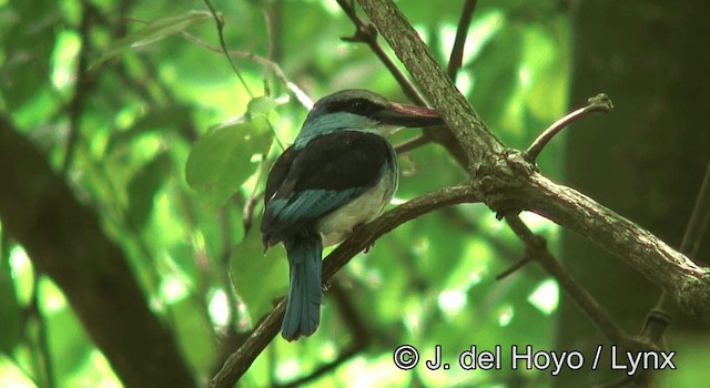 Blue-breasted Kingfisher - ML201172811