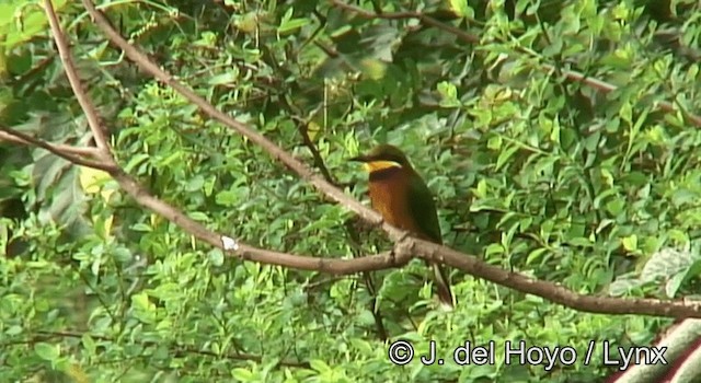 Cinnamon-chested Bee-eater - ML201172851