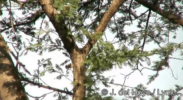 pěnička šedohřbetá (ssp. brachyura/carnapi) - ML201172921